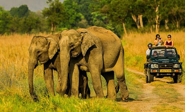 Corbett National Park
