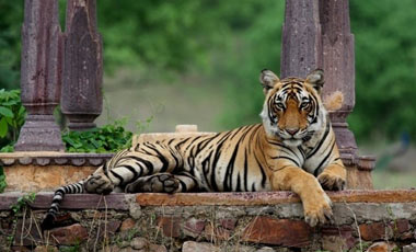Ranthambhor National Park