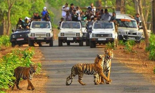 Rajasthan Wildlife and Goa Tour