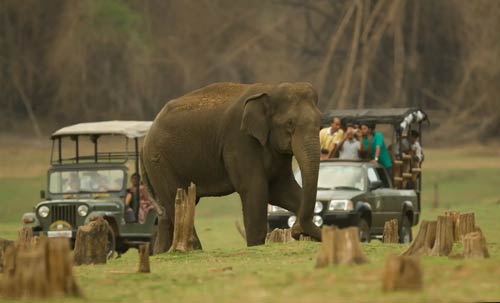 Wildlife Tour of South India